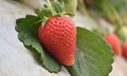 TERE JIMÉNEZ IMPULSA UN CAMPO MÁS PRÓSPERO CON CULTIVOS DE MAYOR RENTABILIDAD