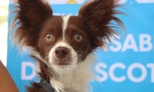 CARAVANA DE LA SALUD CANINA Y FELINA LLEGARÁ A LA COMUNIDAD LOS PARGA