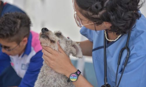 En coordinación con la Proespa, el Municipio de Jesús María llevó a cabo una Jornada de Salud Canina y Felina, en la que se realizaron poco más de 1,200 acciones médicas, valoración y desparasitación; en Paseos de Aguascalientes.