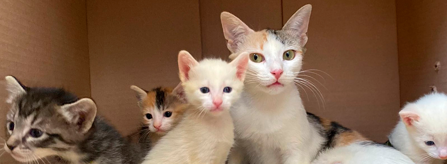 MUNICIPIO CELEBRARÁ DÍA INTERNACIONAL DEL GATO CON JORNADA DE ESTERILIZACIÓN GRATUITA