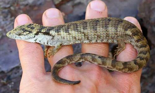 Colabora la UNAM en descubrimiento de nueva especie de lagartija en Chiapas