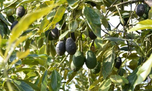 TERE JIMÉNEZ INVITA A AGRICULTORES A ACERCARSE A APOYOS QUE LES PERMITEN LOGRAR UNA MEJOR COSECHA