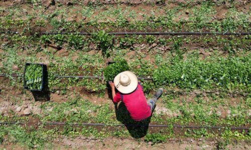 ANUNCIA TERE JIMÉNEZ APOYOS PARA LA TECNIFICACIÓN DE RIEGOS EN EL CAMPO