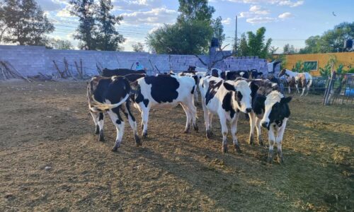 INVITA MUNICIPIO A PEQUEÑOS PRODUCTORES PECUARIOS A INSCRIBIRSE EN LA CLÍNICA VETERINARIA AMBULATORIA 2024