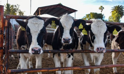 FAMILIAS CONTARÁN CON LECHE FRESCA EN SUS MESAS A TRAVÉS DE LA TARJETA SOLUCIONES