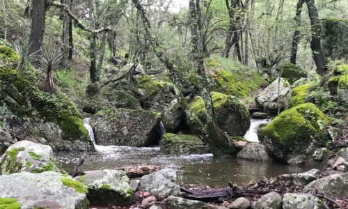 AGUASCALIENTES SE SUMA A LA LUCHA POR LA CONSERVACIÓN DE ECOSISTEMAS