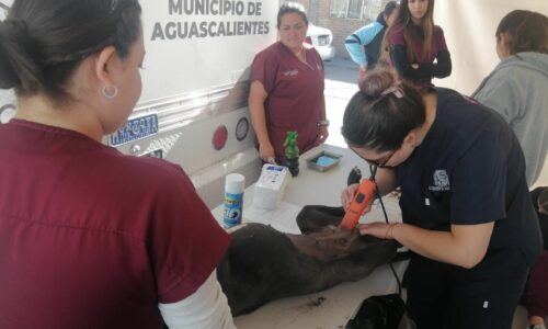 INVITA MUNICIPIO A LAS CAMPAÑAS DE ESTERILIZACIÓN CANINA Y FELINA EN EL QUIRÓFANO VETERINARIO MÓVIL