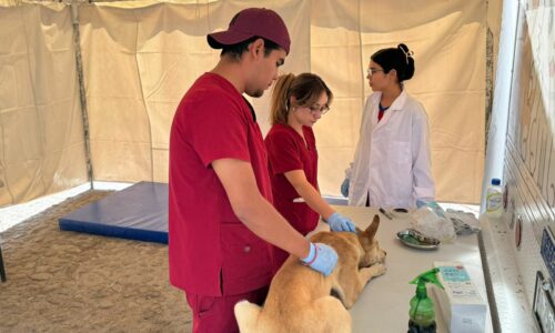 MUNICIPIO INVITA ACERCARSE A LA JORNADA DEL QUIRÓFANO VETERINARIO MÓVIL EN POCITOS