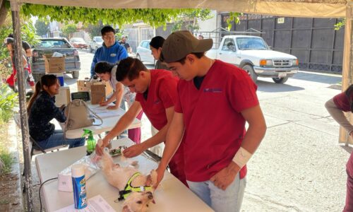 ANUNCIA MUNICIPIO NUEVAS FECHAS DE LA CARAVANA DE LA SALUD CANINA Y FELINA EN EL QUIRÓFANO VETERINARIO MÓVIL