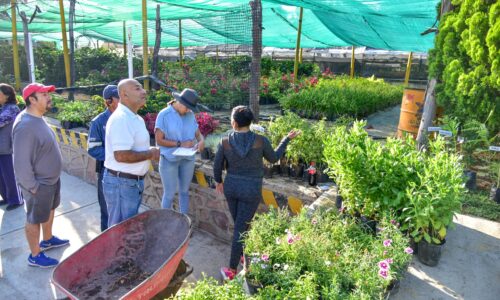 INVITA VIVERO MUNICIPAL ACUDIR ESTE JUEVES A LA DONACIÓN DE PLANTAS