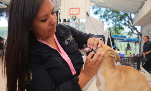 ESTA SEMANA, SERVICIOS VETERINARIOS GRATUITOS EN CIUDAD GÓTICA Y PABELLÓN DE HIDALGO