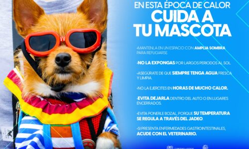 LLAMAN A SEGUIR SENCILLAS RECOMENDACIONES PARA EVITAR GOLPES DE CALOR EN LAS MASCOTAS