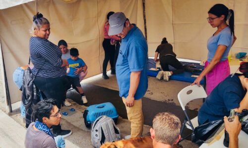 LLEVARÁ A CABO MUNICIPIO CAMPAÑA DE ESTERILIZACIÓN CANINA Y FELINA EN EL GUADALUPE PERALTA