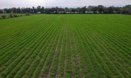 GOBIERNO DEL ESTADO ANUNCIA APOYOS DE SEMILLA DE AVENA PARA PRODUCTORES DEL CAMPO