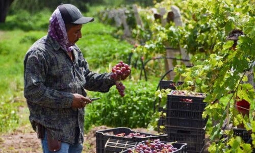 AGUASCALIENTES ES EL 4° PRODUCTOR DE UVA EN EL PAÍS; TERE JIMÉNEZ ENTREGA APOYOS QUE FORTALECERÁN AL SECTOR