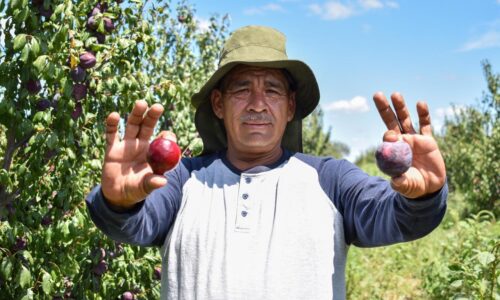 GOBIERNO DEL ESTADO IMPULSA LA COMPETITIVIDAD DEL CAMPO CON EL CULTIVO DE CIRUELA