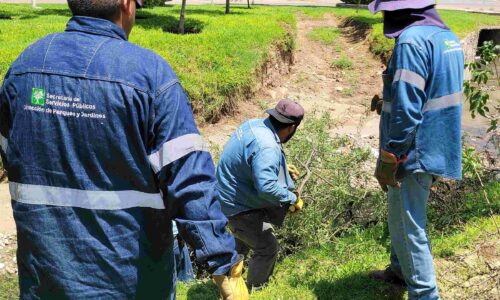 AUMENTA MUNICIPIO ATENCIÓN A REPORTES DE RAMAS CAÍDAS POR LLUVIAS