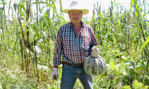 CALABAZAS DEL CAMPO DE AGUASCALIENTES PRESENTES EN LOS TRADICIONALES FESTEJOS DEL DÍA DE MUERTOS