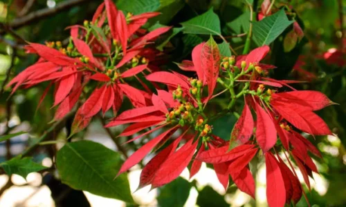 Nochebuena silvestre, muy diferente a la planta comercial