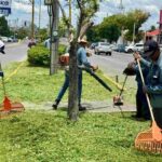 REFUERZA MUNICIPIO MANTENIMIENTO DE CAMELLÓN CENTRAL DE PRIMER ANILLO